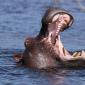 Hippo Yawn