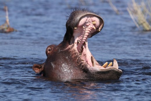 Hippo Yawn