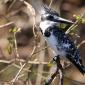 Pied Kingfisher