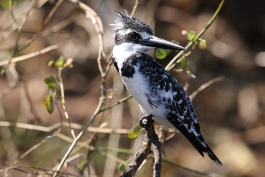 Pied Kingfisher