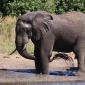 Bathing Elephant