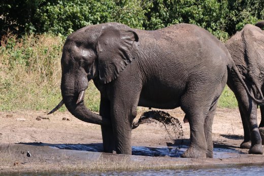 Bathing Elephant