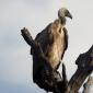 Vulture