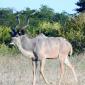 Male Kudu