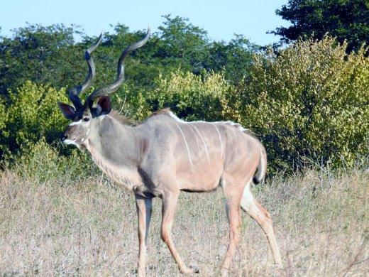 Male Kudu