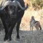 Buffalo & Black-backed Jackal