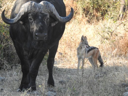 Buffalo & Black-backed Jackal