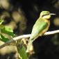 Little Bee Eater