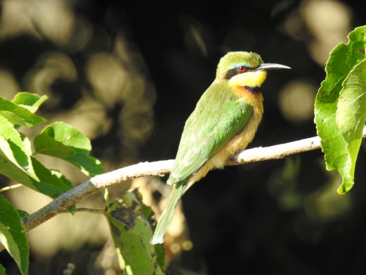 Little Bee Eater