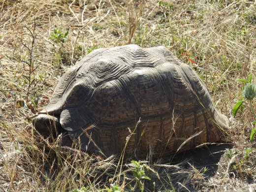 Leopard Tortoise