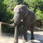 Elephant on Road