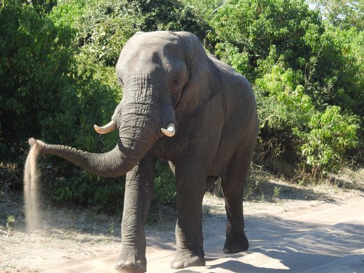 Elephant on Road
