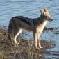 Black-backed Jackal