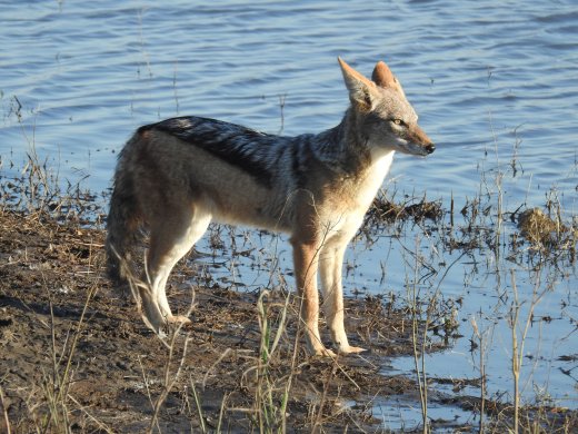 Black-backed Jackal