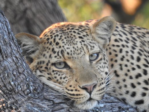 Female Leopard