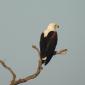 Fish Eagle
