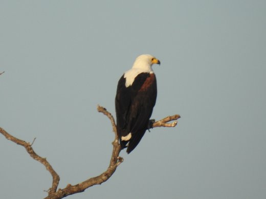 Fish Eagle