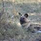 Wild Dogs