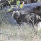 Wild Dogs