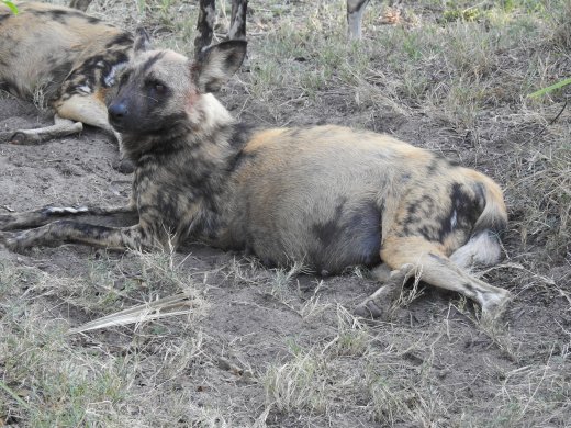 Pregnant Alpha Female