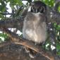 Great Eagle Owl