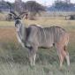 Kudu