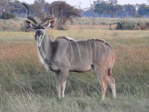Kudu