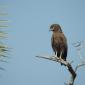 Brown Snake Eagle