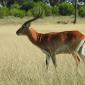 Red Lechwe