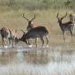 Red Lechwe