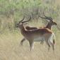 Red Lechwe