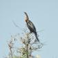 African Darter