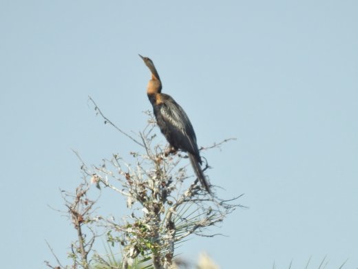 African Darter