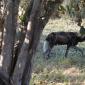 Wild Dogs