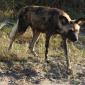 Wild Dogs