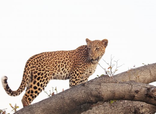 9mo Old Female Leopard