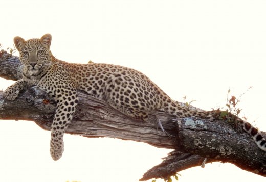 9mo Old Female Leopard