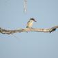 Striped King Fisher