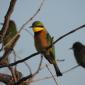 Little Bee Eaters