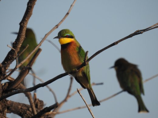 Little Bee Eaters