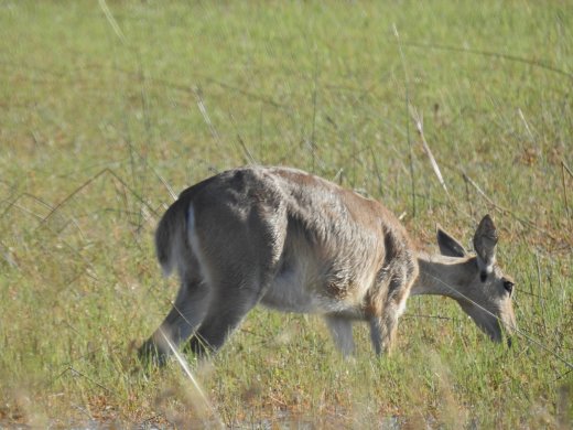 Reedbuck