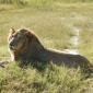 Male Lion