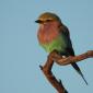 Lilac Breasted Roller