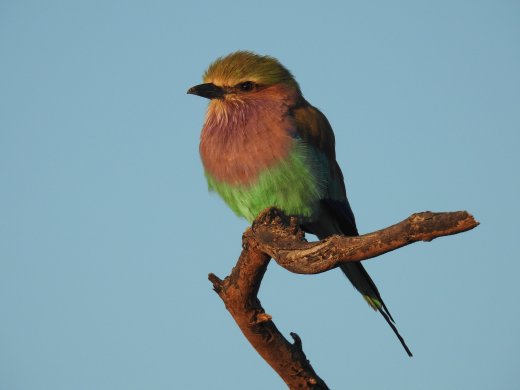 Lilac Breasted Roller