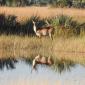 Red Lechwe