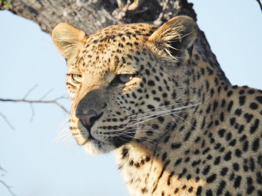 Female Leopard in 2nd Tree