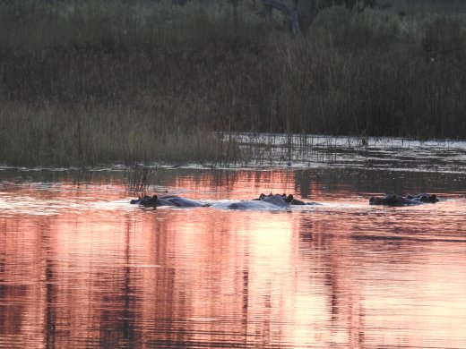 Sunrise+Hippos