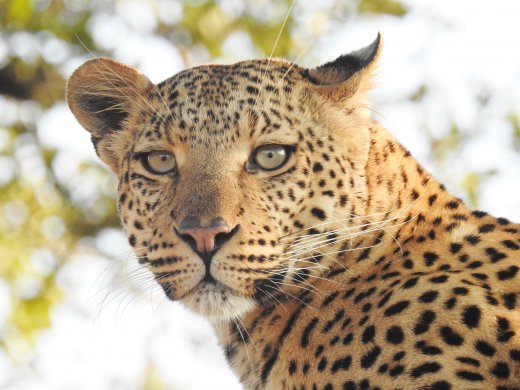 Female Leopard