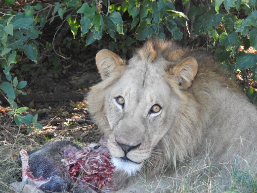 05.14.AM Drive (10) Male Lion with Warthog killed by Lioness