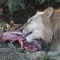 Male Lion with Warthog
